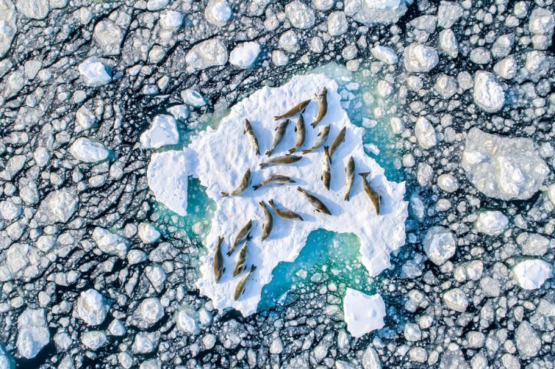 Победитель в категории «Дикая природа». «Тюлени-крабоеды на льду». Автор фото: Флориан Леду.