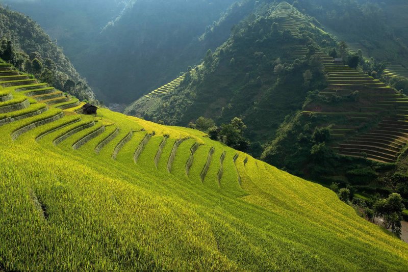 Великолепные рисовые террасы Вьетнама - №5