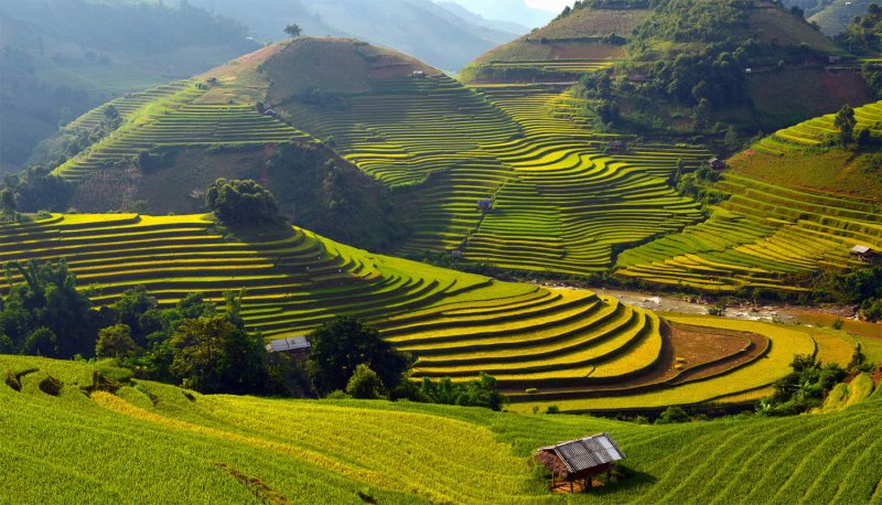 Великолепные рисовые террасы Вьетнама - №7