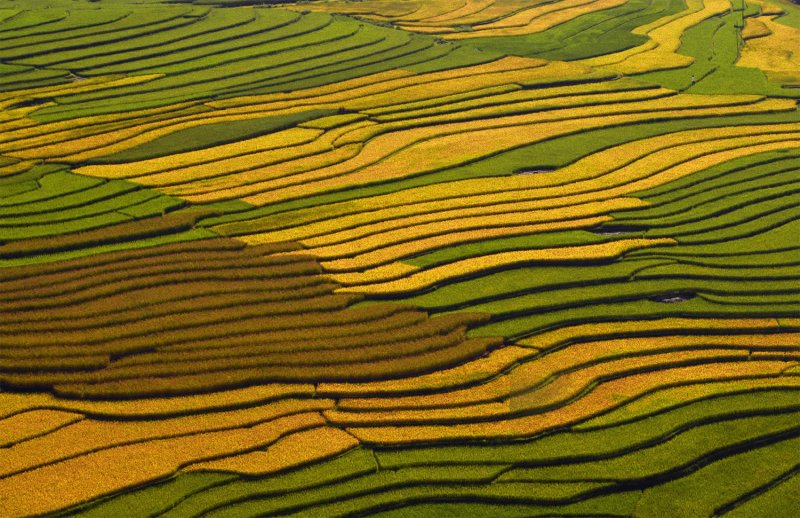 Великолепные рисовые террасы Вьетнама - №9