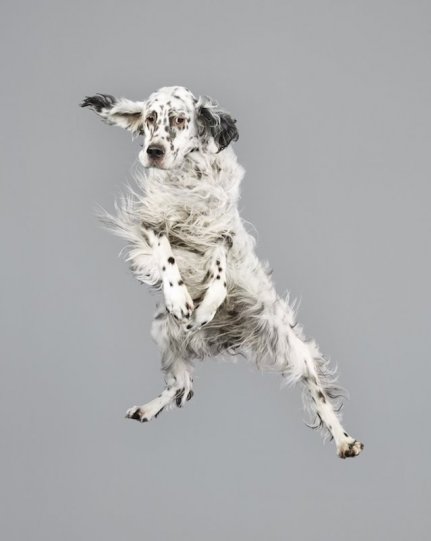 Фотографии собак в прыжке от Джулии Кристе - №2