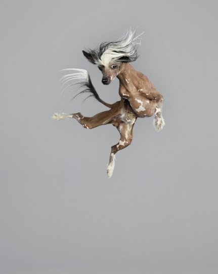 Фотографии собак в прыжке от Джулии Кристе - №4