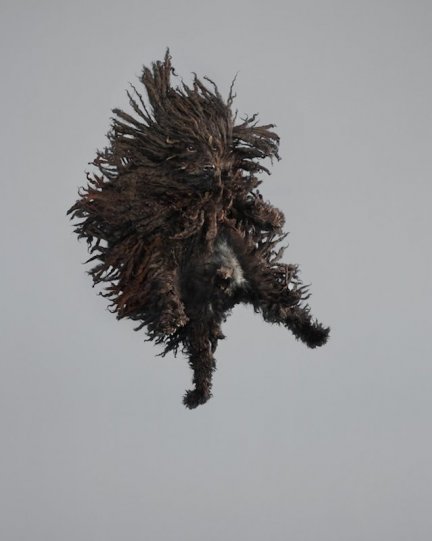 Фотографии собак в прыжке от Джулии Кристе - №6