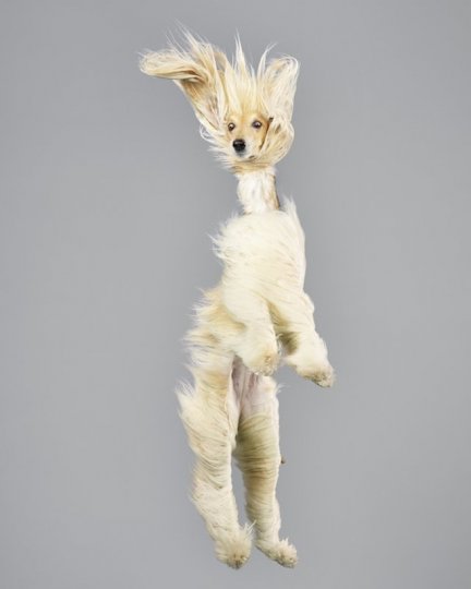 Фотографии собак в прыжке от Джулии Кристе - №8