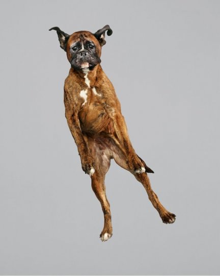 Фотографии собак в прыжке от Джулии Кристе - №10