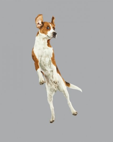 Фотографии собак в прыжке от Джулии Кристе - №12