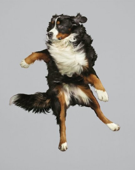 Фотографии собак в прыжке от Джулии Кристе - №14