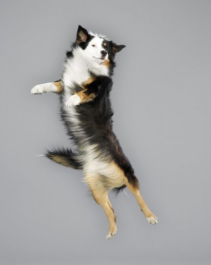 Фотографии собак в прыжке от Джулии Кристе - №16