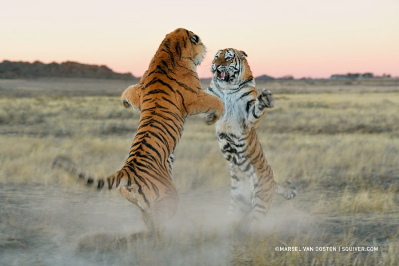 Автор фото: Марсель ван Остен