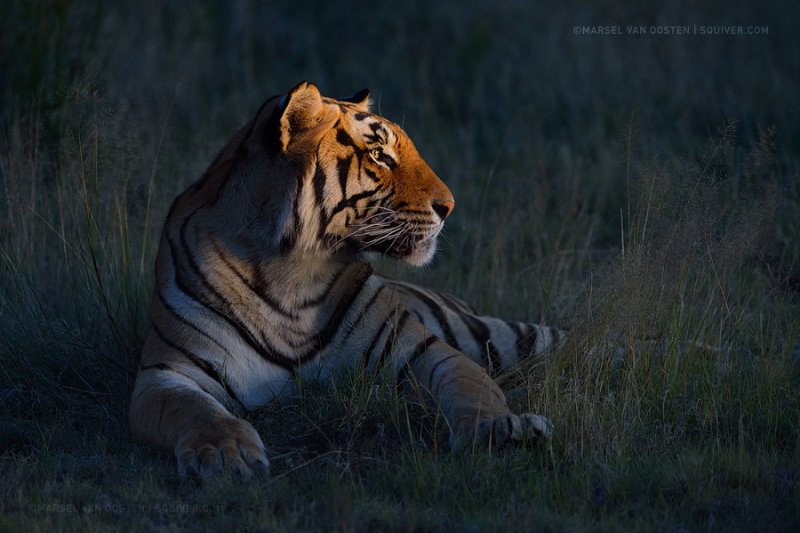 Автор фото: Марсель ван Остен