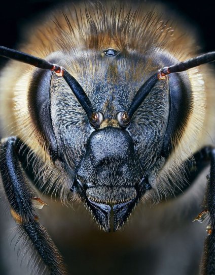 Европейская медоносная пчела