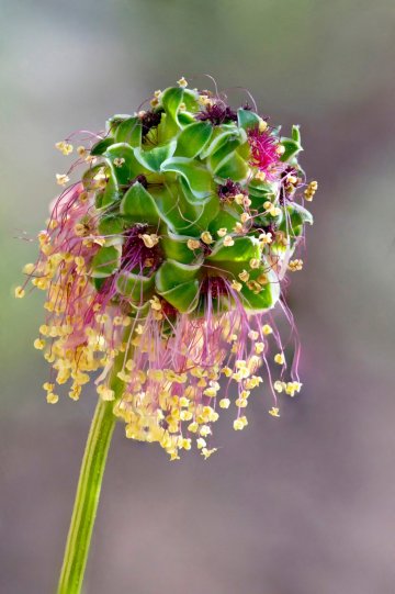 2 место. Цветок салатовой кровохлебки. Автор фото: Ян Гилмор.