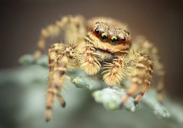 Финалист. Прыгающий паук. Автор фото: Ричард Кубица.