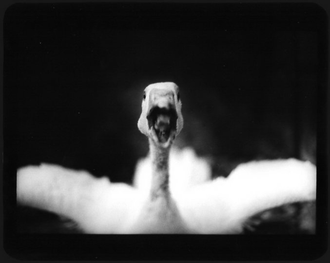 Фотограф-анималист Giacomo Brunelli - №2