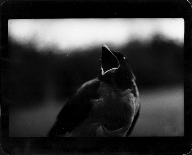 Фотограф-анималист Giacomo Brunelli - №8