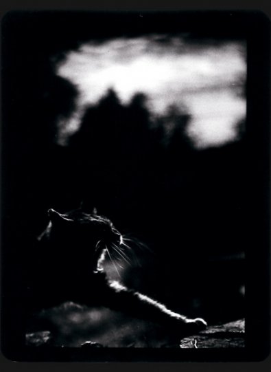 Фотограф-анималист Giacomo Brunelli - №14