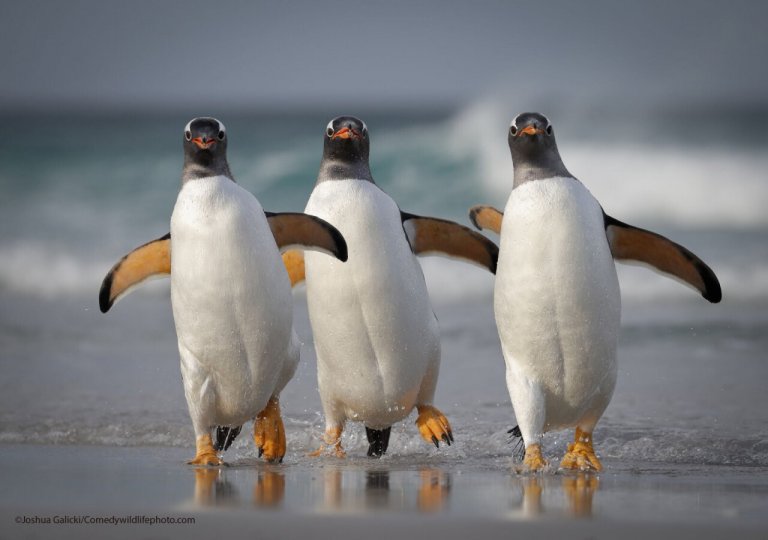 Банда пингвинов. Автор Джошуа Галицки.