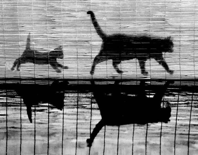 Уолтер Чандоха и его 90 тысяч фотографий котов - №25