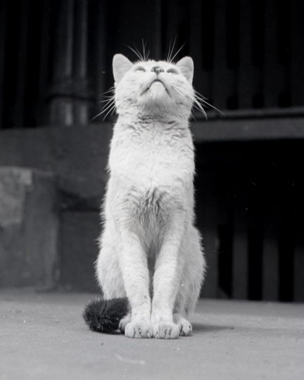 Уолтер Чандоха и его 90 тысяч фотографий котов - №13