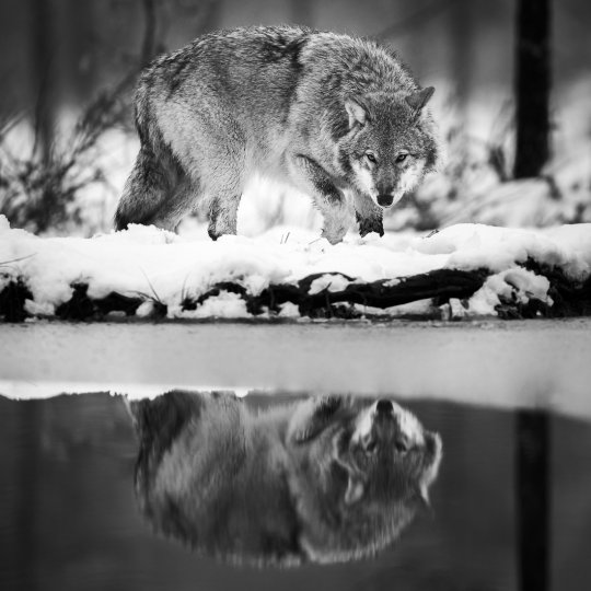 Risto Raunio (Финляндия) «Отражение волка». 1-е место в категории «Дикая природа»|Любители.