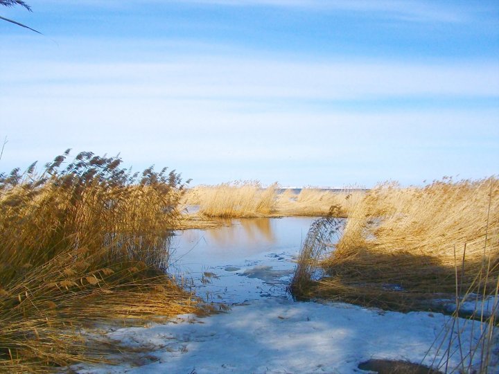 Раздолье для водоплавающих птиц., безопасно вить гнёзда.