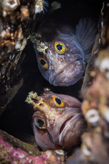 Лучшие фото в номинации «Макро». Dan Bolt / Underwater Photographer of the Year 2022.