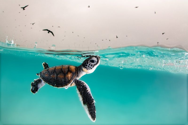 Лучшие фото в номинации «Широкоугольная съёмка». Hannah Le Leu / Underwater Photographer of the Year 2022.