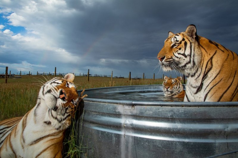 2 место в категории «Современные проблемы», 2020. Тигры освежаются в бассейне в заповеднике диких животных в Кинсбурге, штат Колорадо, США. Автор Стив Винтер.