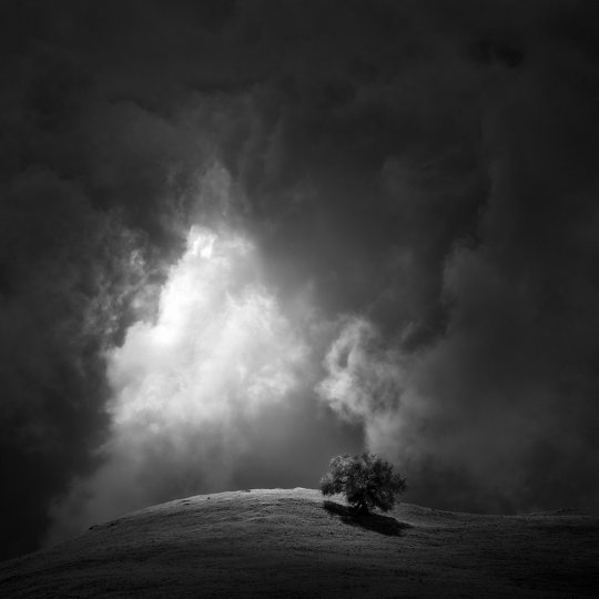 Дерево и свет сквозь облака. Фотограф Натан Вирт.