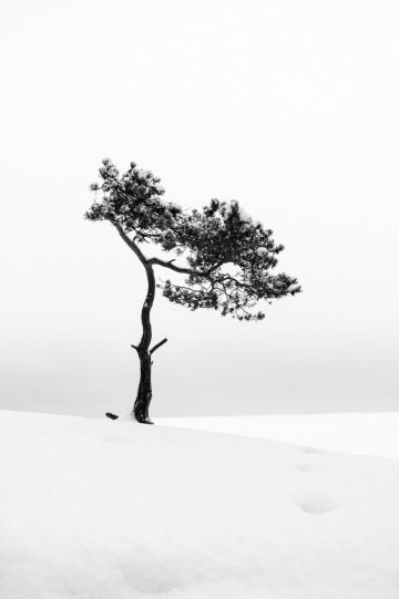 «Арктическое одиночество». Фотограф Минна Палмен.