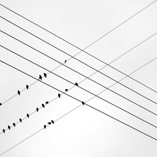 «Птицы и провода». Фотограф Эндрю Кинкайд.