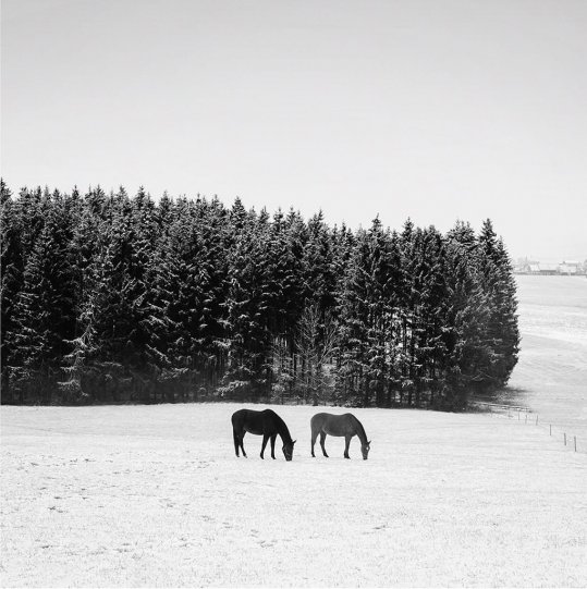 «Две лошади». Фотограф Даниэль Денческу.