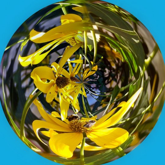Желтые цветы  внутри шара