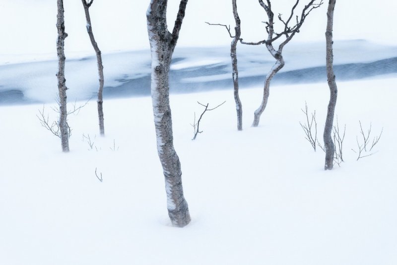 Gabriel Stankiewicz (Германия) «Арктическое упорство». Лучшая фотография природного пейзажа.