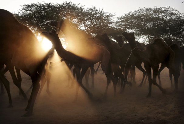 AP Photo/Kevin Frayer