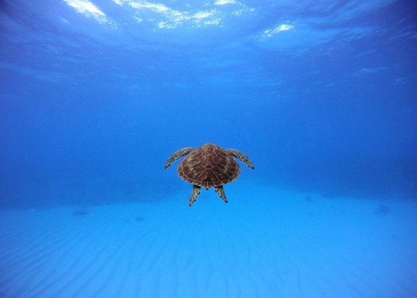 © John Peterson/National Geographic Photo Contest