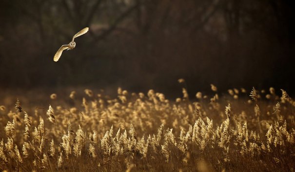 © Mark Bridger/National Geographic Photo Contest