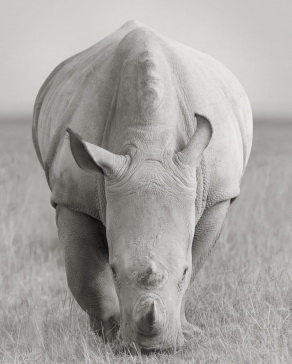 Ceratotherium simum, Lake Nakuru, Антон Лялин, 2011