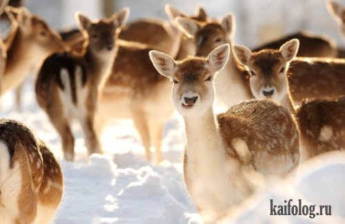 зимний фото юмор