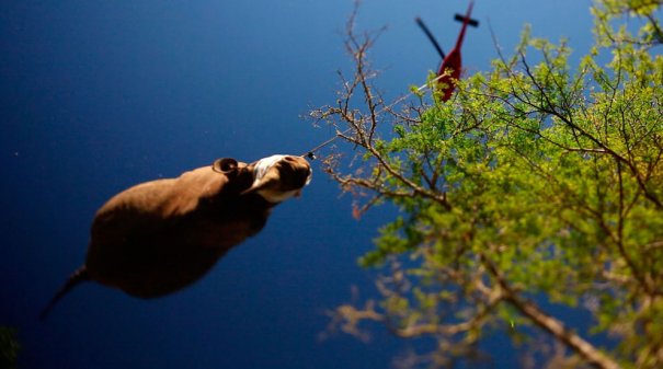 AP Photo/Green Renaissance-World Wildlife Fund