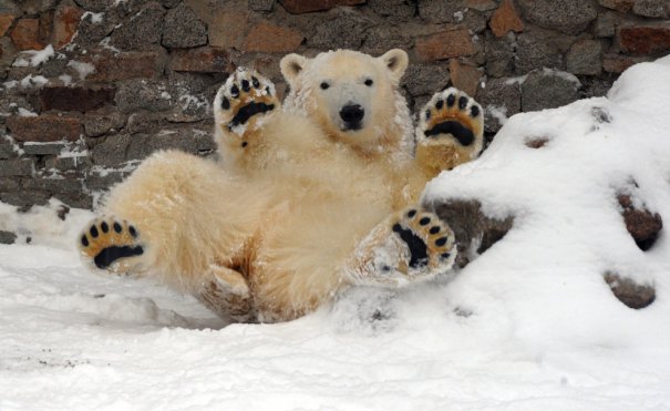 Olga Maltseva/AFP/Getty Images