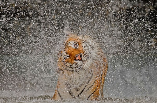 © Ashley Vincent/National Geographic Photo Contest