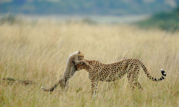 © Sanjeev Bhor/National Geographic Photo Contest