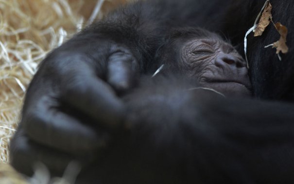 Michal Cizek/AFP/Getty Images