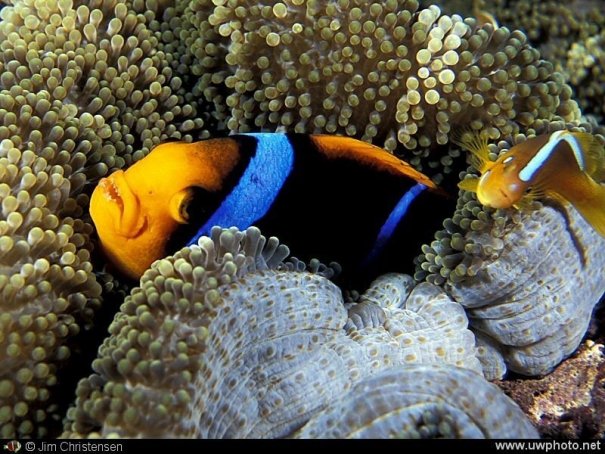 фотографии подводного мира