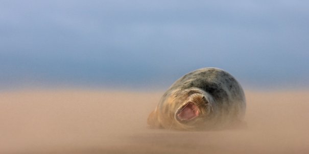 самые экзотические животные