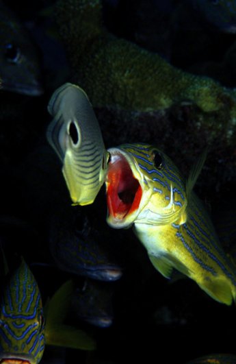 фото рыб под водой