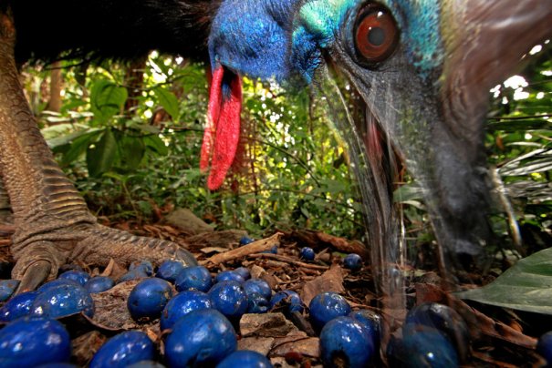 Christian Ziegler/Germany/Southern Cassowary, Australia