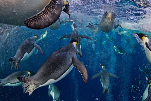 Paul Nicklen/Canada/National Geographic Magazine