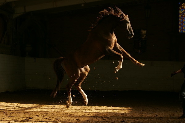 Красивые фото лошадей - мастер Лидия Невзорова - №5